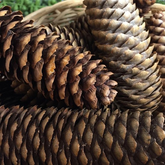 Natural design by God Other - 10 BIG – 5 6 7 inch Pine Cones Washed Cleaned Crafts Kids Ornaments Christmas
